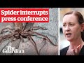 Huntsman Spider Crawls On Health Minister During Covid Press Conference In Queensland Australia