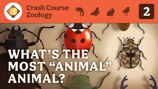 What’s the Most “Animal” Animal? Crash Course Zoology #2
