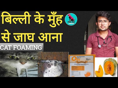Cat foaming/reason behind it/ home remedies to treat it/by Sahil Malik (vet.)/THE PET VISION /#TPV#.