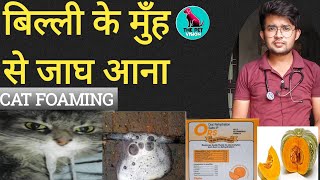 Cat foaming/reason behind it/ home remedies to treat it/by Sahil Malik (vet.)/THE PET VISION /#TPV#.