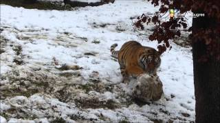 preview picture of video 'Avec quoi joue un tigre du Safari de Peaugres dans la neige ?'