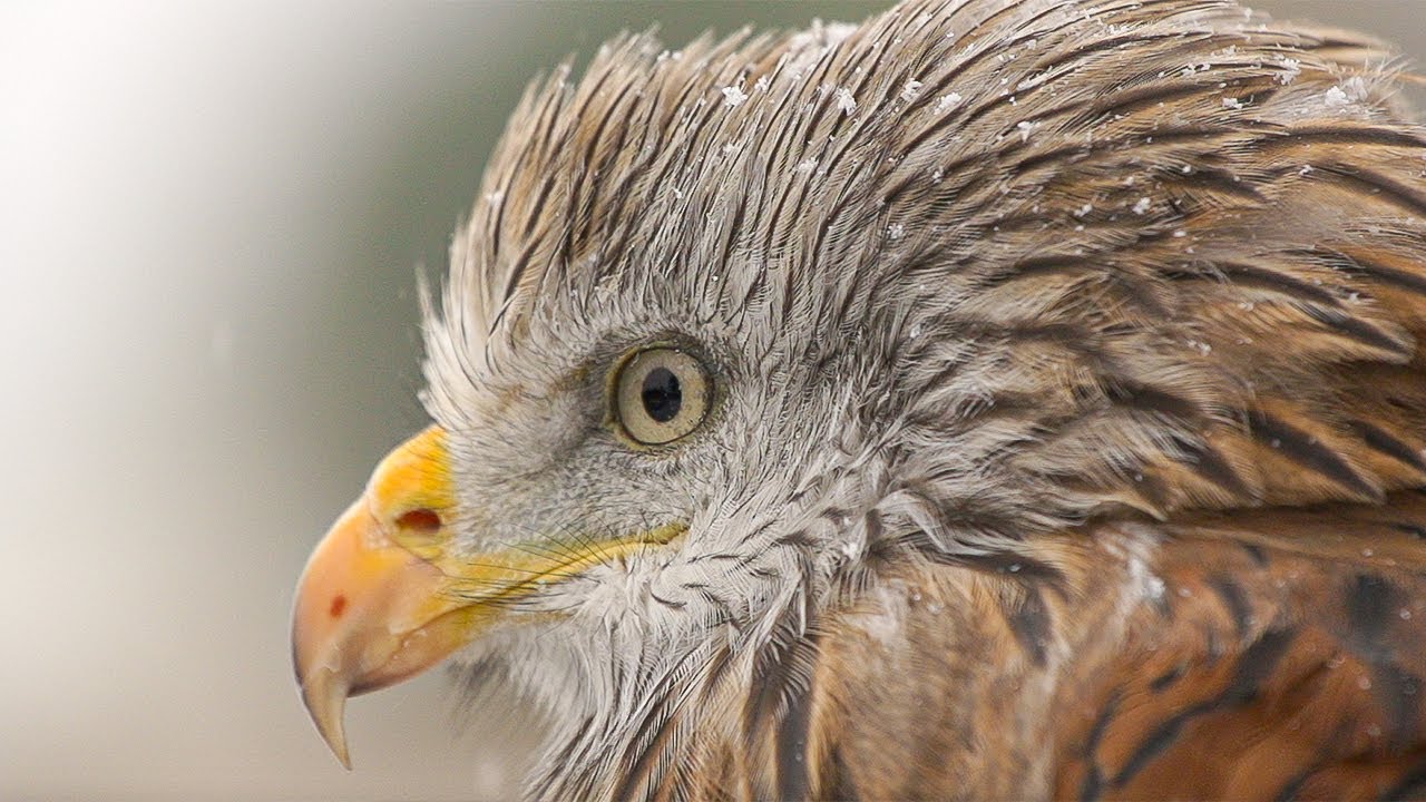Winter in Wales: Land of the Wild (4K Documentary) | Our World