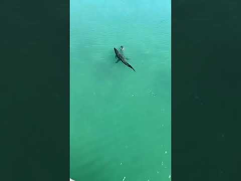 Want to see something CRAZY?! (Sian Kaan) #shorts