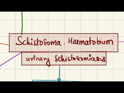 Schistosoma Haematobium | Urogenital | 2nd year MBBS | Microbiology |