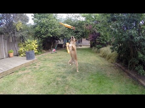 British Heart Foundation - Amazing Dog