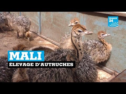 , title : 'Mali : au cœur d'un élevage d'autruches'