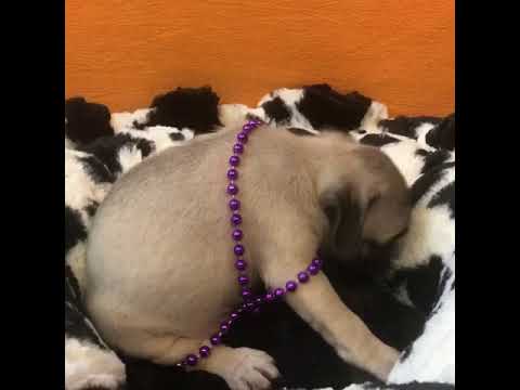 Moana Cute Pug for sale Bayside Flushing Queens NY