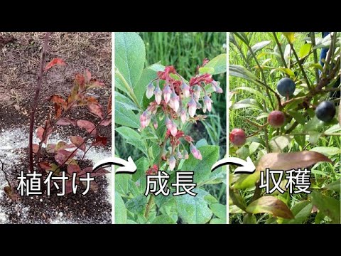 ブルーベリー、ブルーベリー
