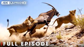 Download lagu Savage Kingdom: Deadly Game, Blood Feuds, & Epic Battles | #natureanimaldocumentary mp3