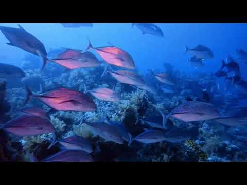 Shark & Yolanda Reef 31 Luglio 2025