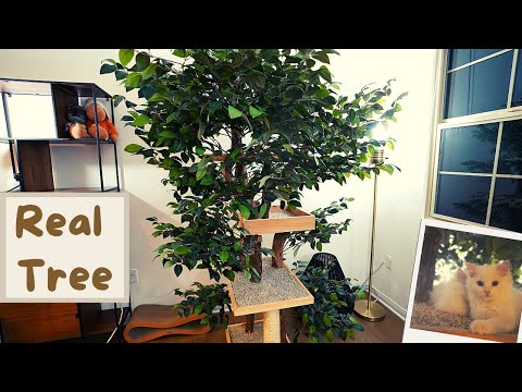 Investing in a Real Cat Tree for My Kittens | The Cat Butler