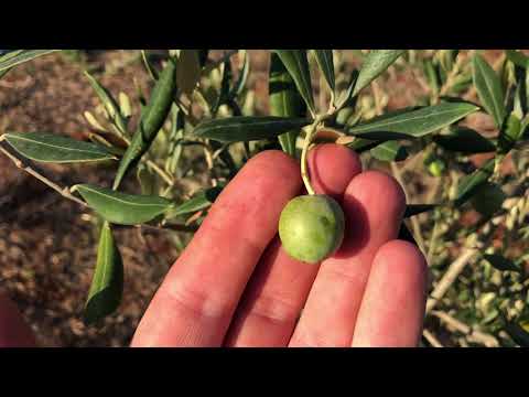 Maslinarski vlog 1.9.2021 - Kolekcijski maslinik