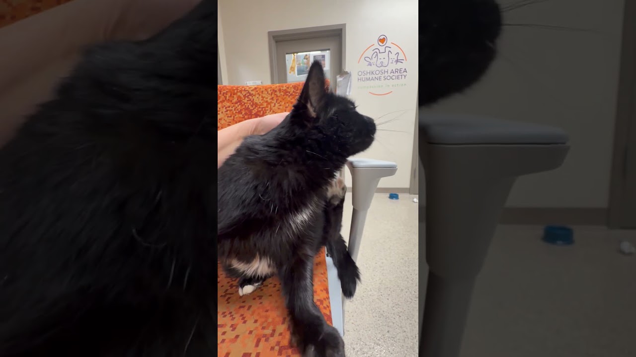 Toes - Super Sweet Senior Girl!, a ADOPTABLE Domestic Short Hair in Oshkosh, WI video 6/6