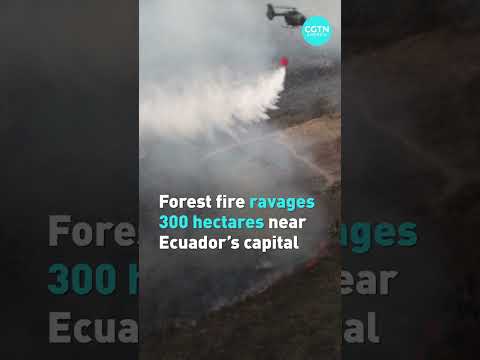Forest fire ravages 300 hectares near Ecuador’s capital