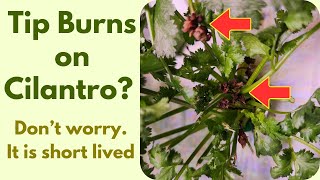 Cilantro Tip Burns? Don't worry, it is short lived. #aerogarden #hydroponics
