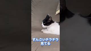 チュールの味を知ってしまったネコチャン