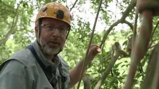 Where Do Our Opposable Thumbs Come From — HHMI BioInteractive Video