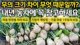 김장무 수확 - 두가지 무의 엄청난 크기 차이! 그 이유를 확인하시고 내년 농사에 꼭 참고하세요