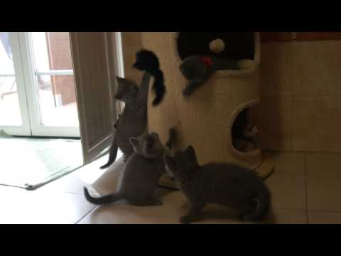 Ninhada J De Divinus * Gato vs rato = felicidade *