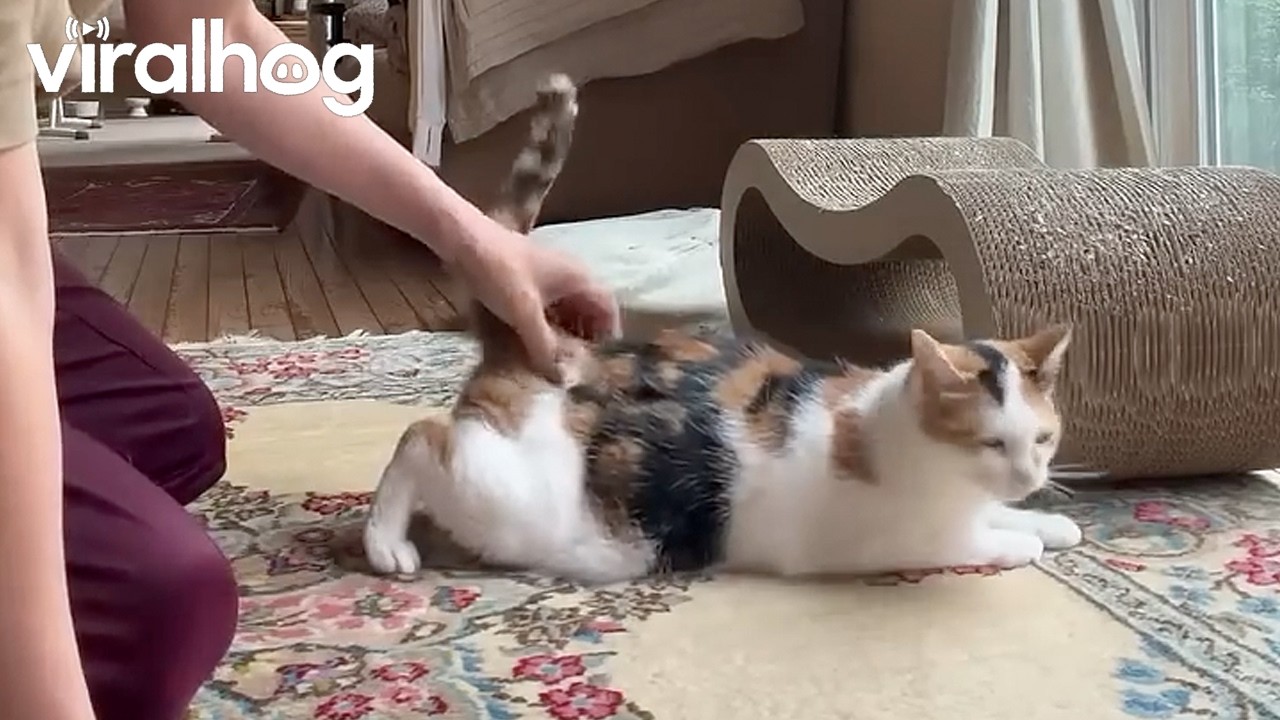 Calico Cat Interrupts Samurai Sword Training || ViralHog