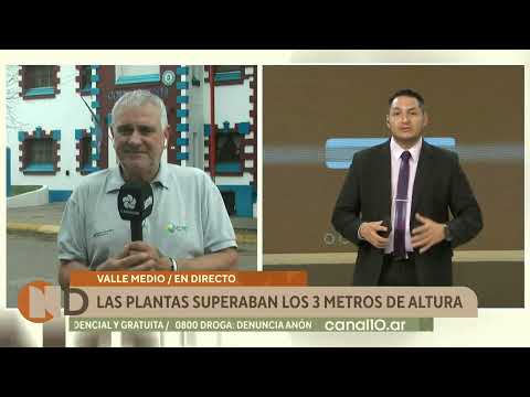 Descubrieron una “isla de marihuana” con más de 50 plantas en Lamarque