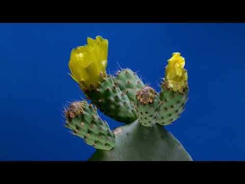 Flowers in Bloom I RosaMaria's Channel