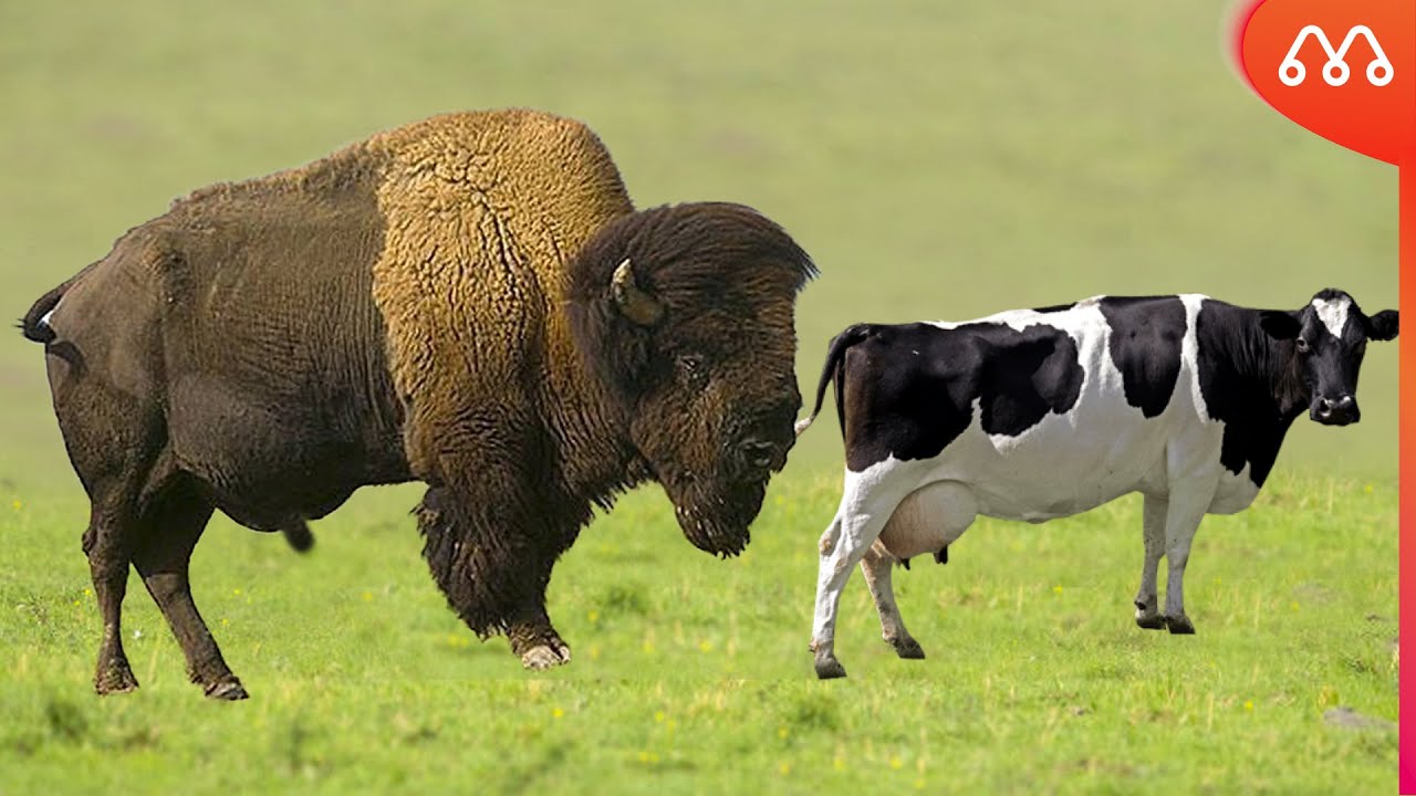 BISON CROSS WITH COW