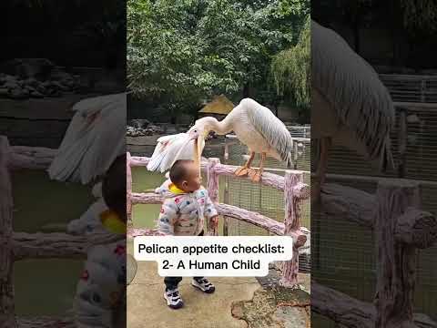 Pelican appetite checklist #pelican #capybara