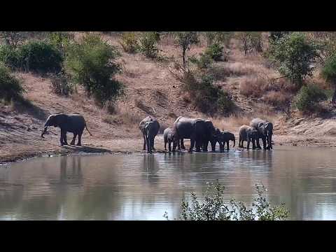 Djuma: Small herd of Elephants - 10:42 - 06/15/20