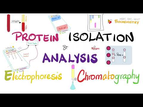 Protein Isolation (Electrophoresis, Isoelectric Focusing, Chromatography) & Protein Analysis 🧐 🧪