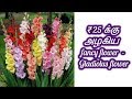 25 க்கு அழகிய Fancy Flower Gladiolus Flower