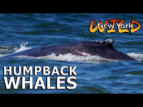 Humpback Whales of New York City