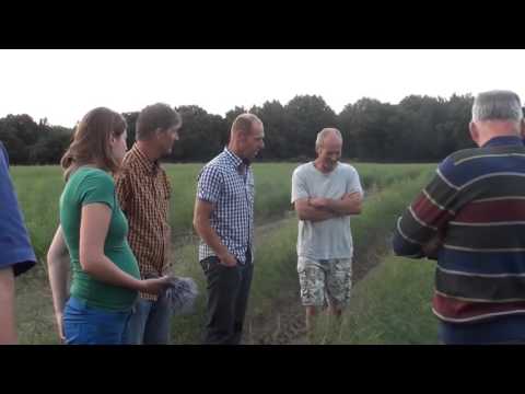 Erik Verhoeven   Onkruidbestrijding asperge