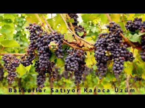 Bakkallar Satıyor Karaca Üzüm - Makbule Kaya