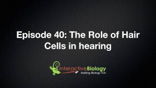 040 The Role of Hair Cells in Hearing