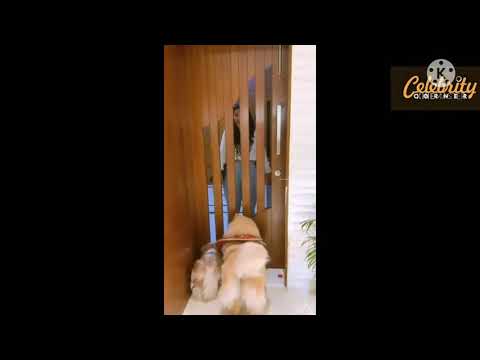 see how much sonarika's pets missed her☺️❤️ll actress sonarika's pet love ll lovely dogs