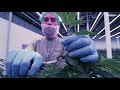 DE: Unsere Medizinal-Cannabis-Produktion (deutsch)