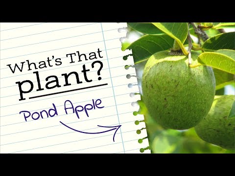 download lagu mp3 mp4 Monkey Apple Fruit, download lagu Monkey Apple Fruit gratis, unduh video klip Monkey Apple Fruit