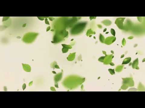 Dried Moringa Leaves