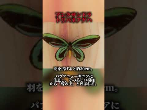 今日の孔雀:イナチス・イオ
