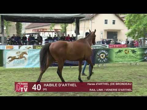 Sprinter Sacré Show 2019 : Lot 40 - HABILE D'ARTHEL