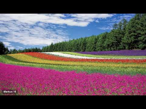 Markus 16. Die Bibel.