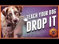 Teach A Dog To Drop It Get Polite Mouth Control With Tug