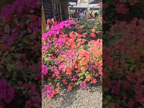 #bougainvillea #nettoortoddyshop #flowers #colors #kochifood