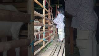 Download lagu WEDUS KENTIR #laguviral #wedus #kambing #goat #maryadi #anakanak #domba #trendtiktok #fyp #viral mp3