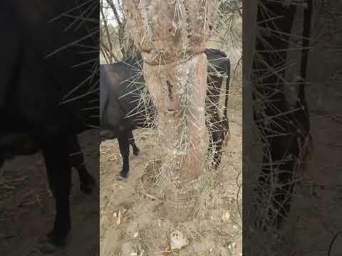 Desespero no interior da Bahia .A seca por aqui continua 😪 Piritiba _Ba.