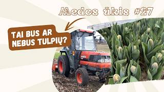 Medos ūkis #27 išsikraustom į šiltnamį, jau sodinam lauke ir meldžiamės už tulpes