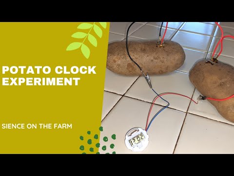 POTATO CLOCK - Science Experiments to Do with Kids at Home - Cool Science Experiments to Do at Home