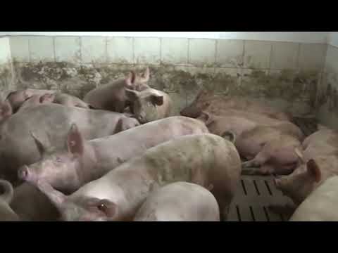 Čime možete, a čime nikako ne smete hraniti svinje