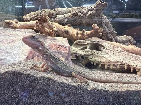 Learn about Reptiles at a Pet Store!